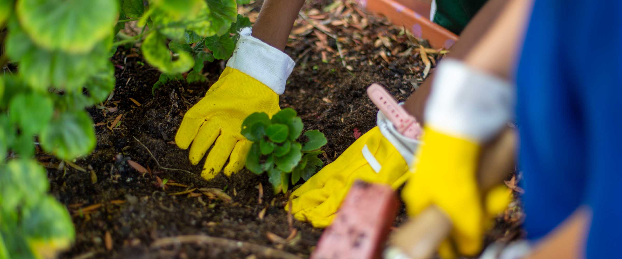Primary students tending a vegetable garden as an example activity from the Be You Actions Catalogue.